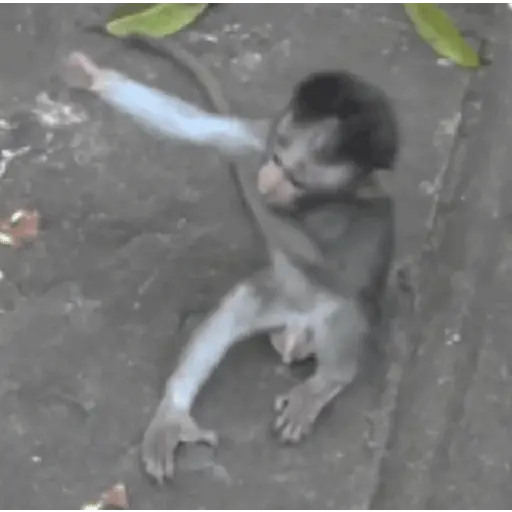 🍌 Monitos 🐵🐒