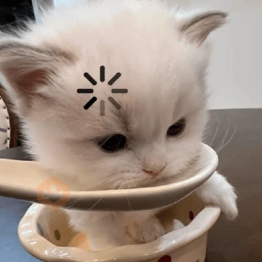 😼🫟 Reacción GATOS 🫟😼 sticker 11