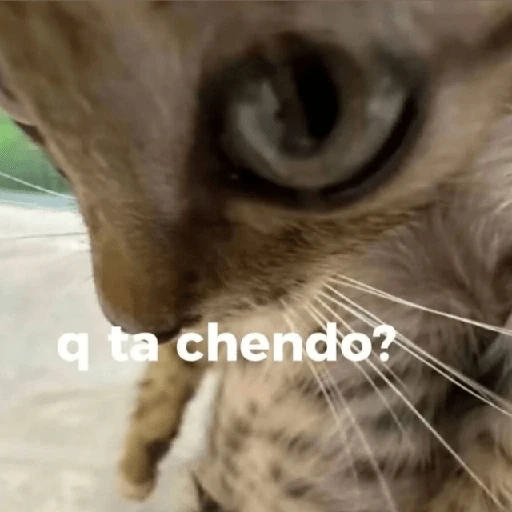 💬🫙 Pa' Responder 🫙💬 3