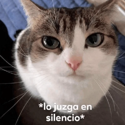 💬🫙 Pa' Responder 🫙💬 3