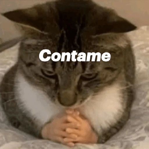 💬🫙 Pa' Responder 🫙💬 3