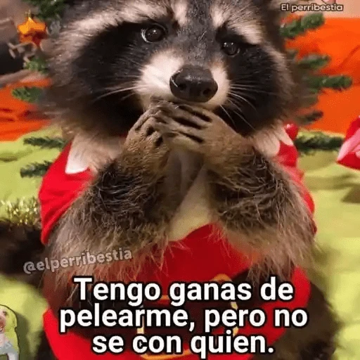 Animales Chingones🌟🌈