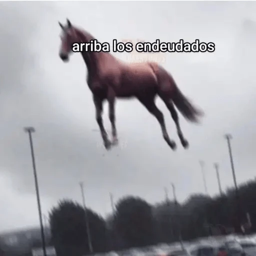 Animales Chingones🌟🌈