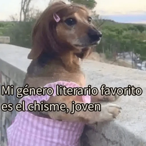 Animales Chingones🌟🌈