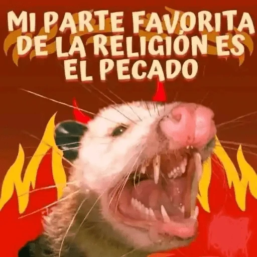 Animales Chingones🌟🌈