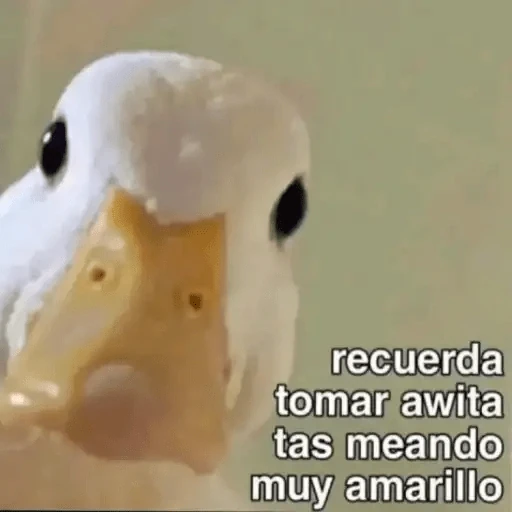 Animales Chingones🌟🌈
