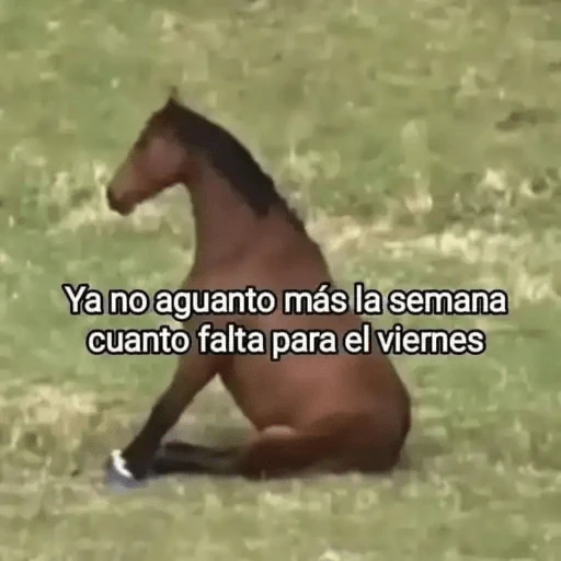 Animales Chingones🌟🌈