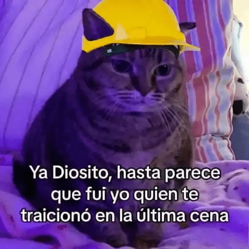 Animales Chingones🌟🌈