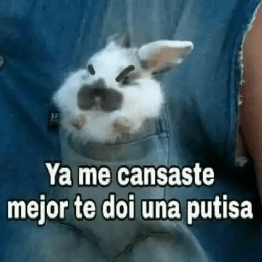 Animales Chingones🌟🌈