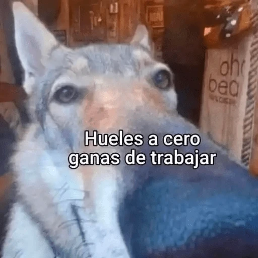 Animales Chingones🌟🌈