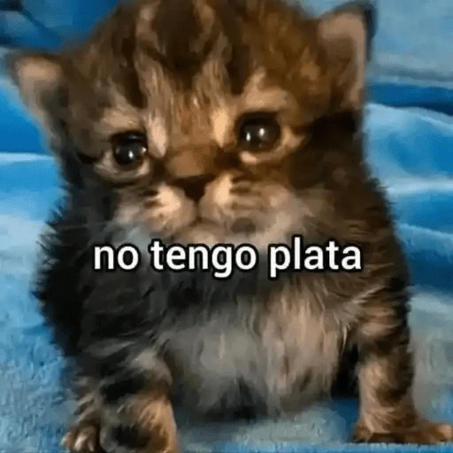 Animales Chingones🌟🌈