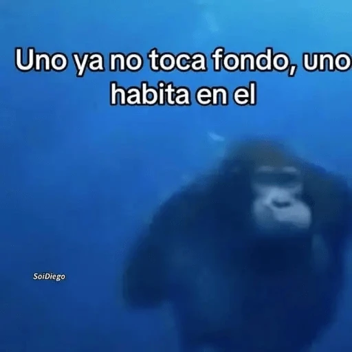 Animales Chingones🌟🌈