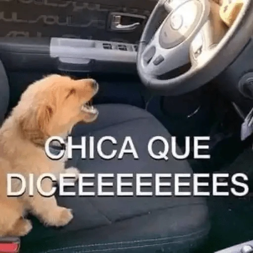 Animales Chingones🌟🌈