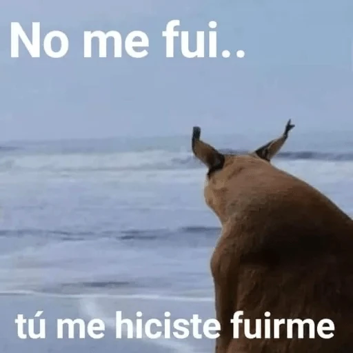 Animales Chingones🌟🌈
