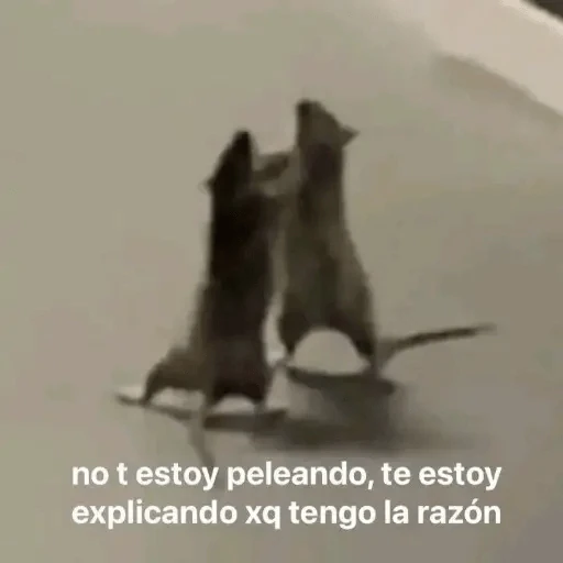 Animales Chingones🌟🌈