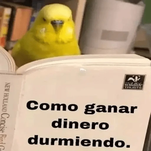 Animales Chingones🌟🌈