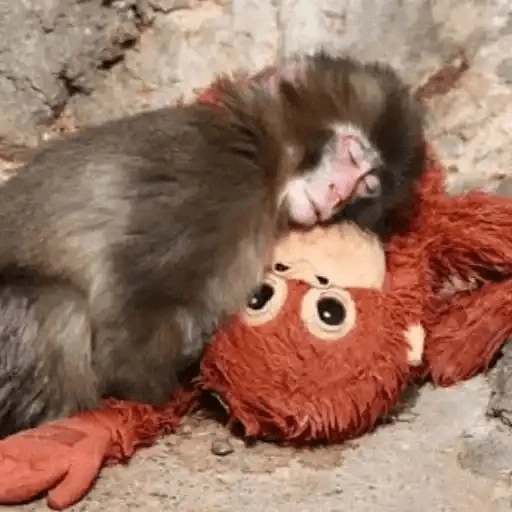 Punch Mono🐒🌹