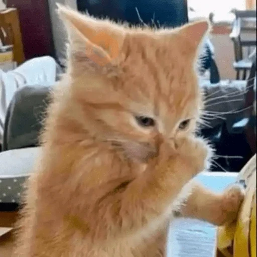 Gatos Reactions🐱 ^_^ sticker 23
