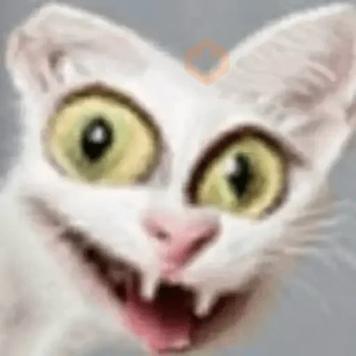 Gatos Reactions🐱 ^_^ sticker 19