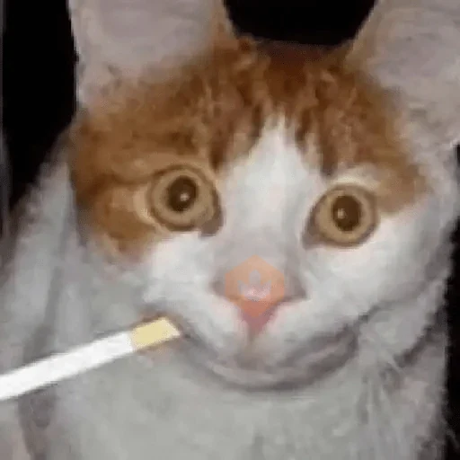 Gatos Reactions🐱 ^_^ sticker 22