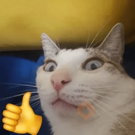 Gatos Reactions🐱 ^_^ sticker 12