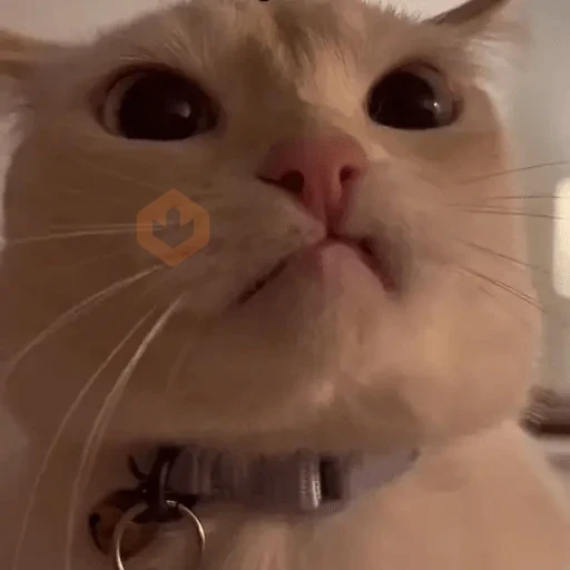 Gatos Reactions🐱 ^_^ sticker 26