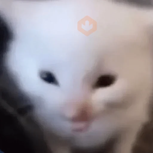 Gatos Reactions🐱 ^_^ sticker 16