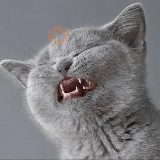 Gatos Reactions🐱 ^_^ sticker 18