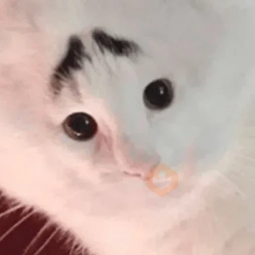Gatos Reactions🐱 ^_^ sticker 25