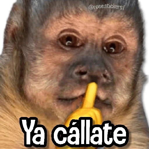 Memes en Tendencia 2🔥
