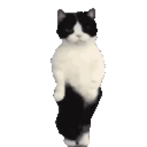 Gif del tiktok #1