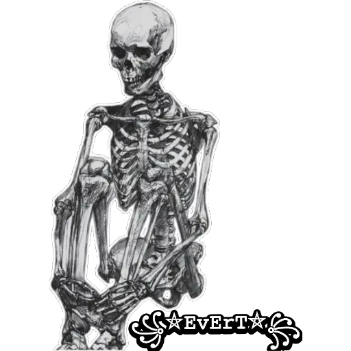 Esqueleto