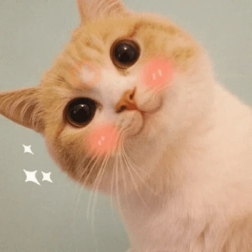 Gatitos pal chat 👍🐱 sticker 17