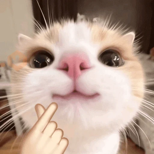Gatitos pal chat 👍🐱 sticker 18
