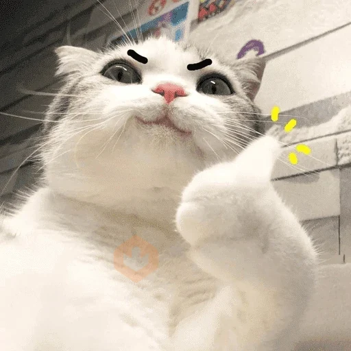 Gatitos pal chat 👍🐱 sticker 19