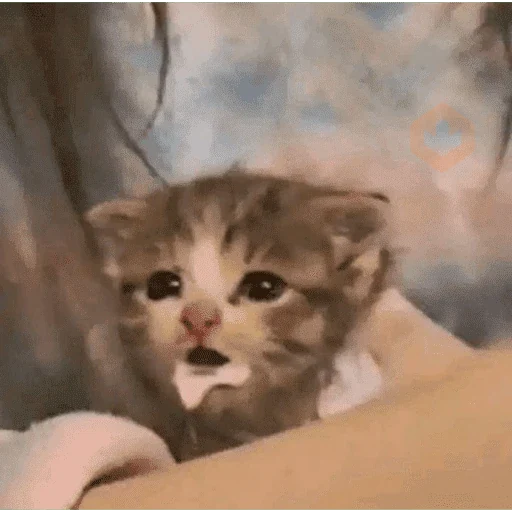 Gatitos pal chat 👍🐱 sticker 13