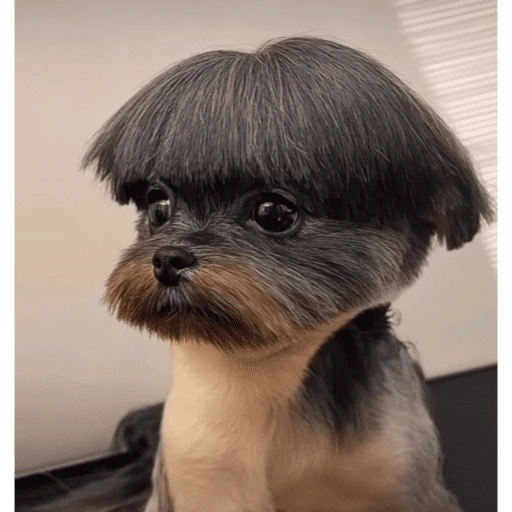 🐾 PERRITOS MOODS TRANQUI 🐾