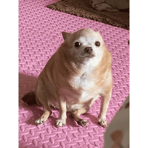 🐾 PERRITOS MOODS TRANQUI 🐾