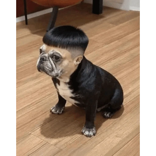 🐾 PERRITOS MOODS TRANQUI 🐾