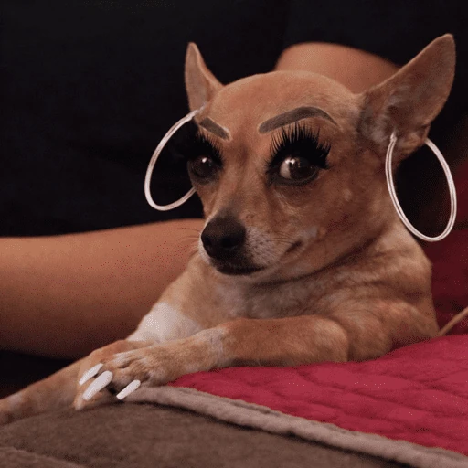 🐾 PERRITOS MOODS TRANQUI 🐾