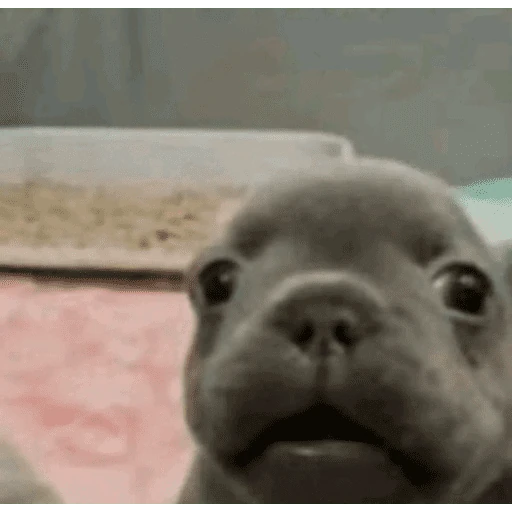 🐶 I'M PIBBLE 🐾