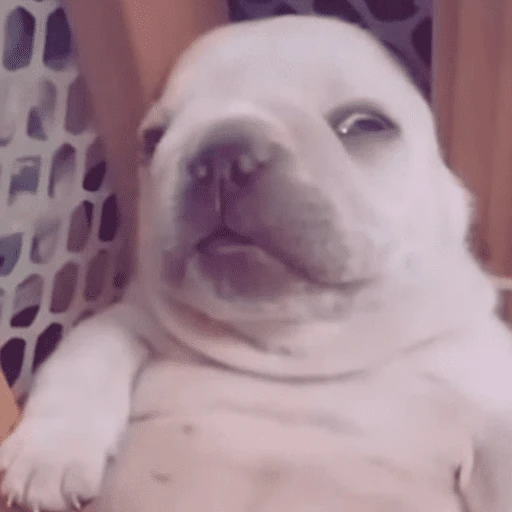 🐶 I'M PIBBLE 🐾