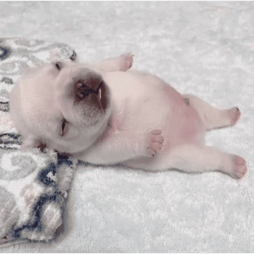 🐶 I'M PIBBLE 🐾