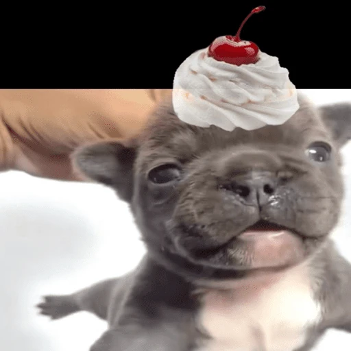 🐶 I'M PIBBLE 🐾