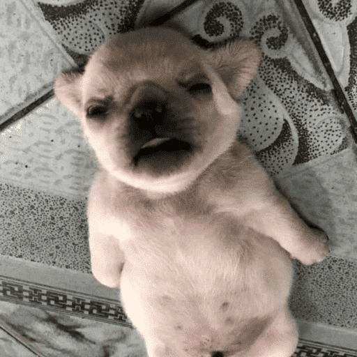 🐶 I'M PIBBLE 🐾