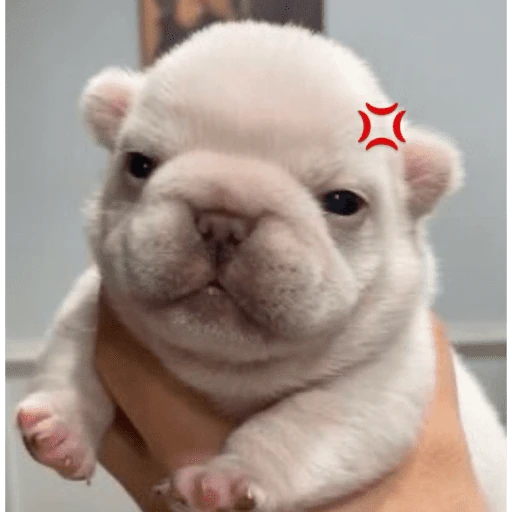 🐶 I'M PIBBLE 🐾