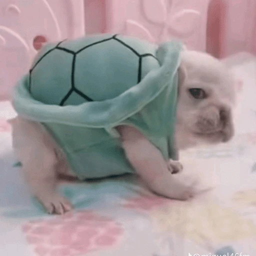 🐶 I'M PIBBLE 🐾
