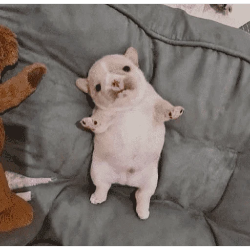 🐶 I'M PIBBLE 🐾