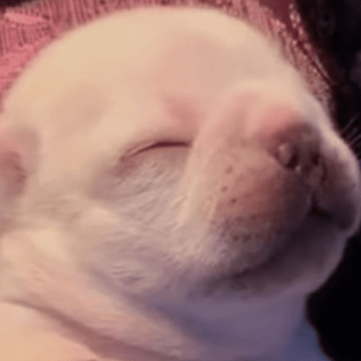 🐶 I'M PIBBLE 🐾 preview