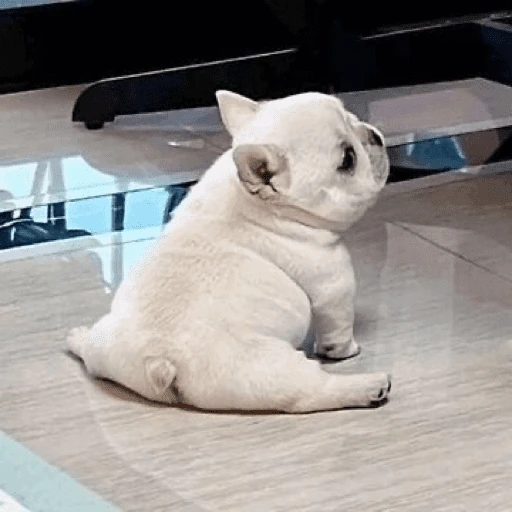 🐶 I'M PIBBLE 🐾